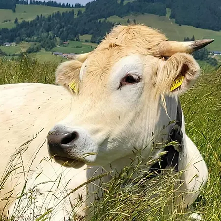 Bergchalet Mit Pool Und Sauna, Ganz Nah Am Bikepark Weitnau, Direkt Am Skilift Apartmán Missen-Wilhams